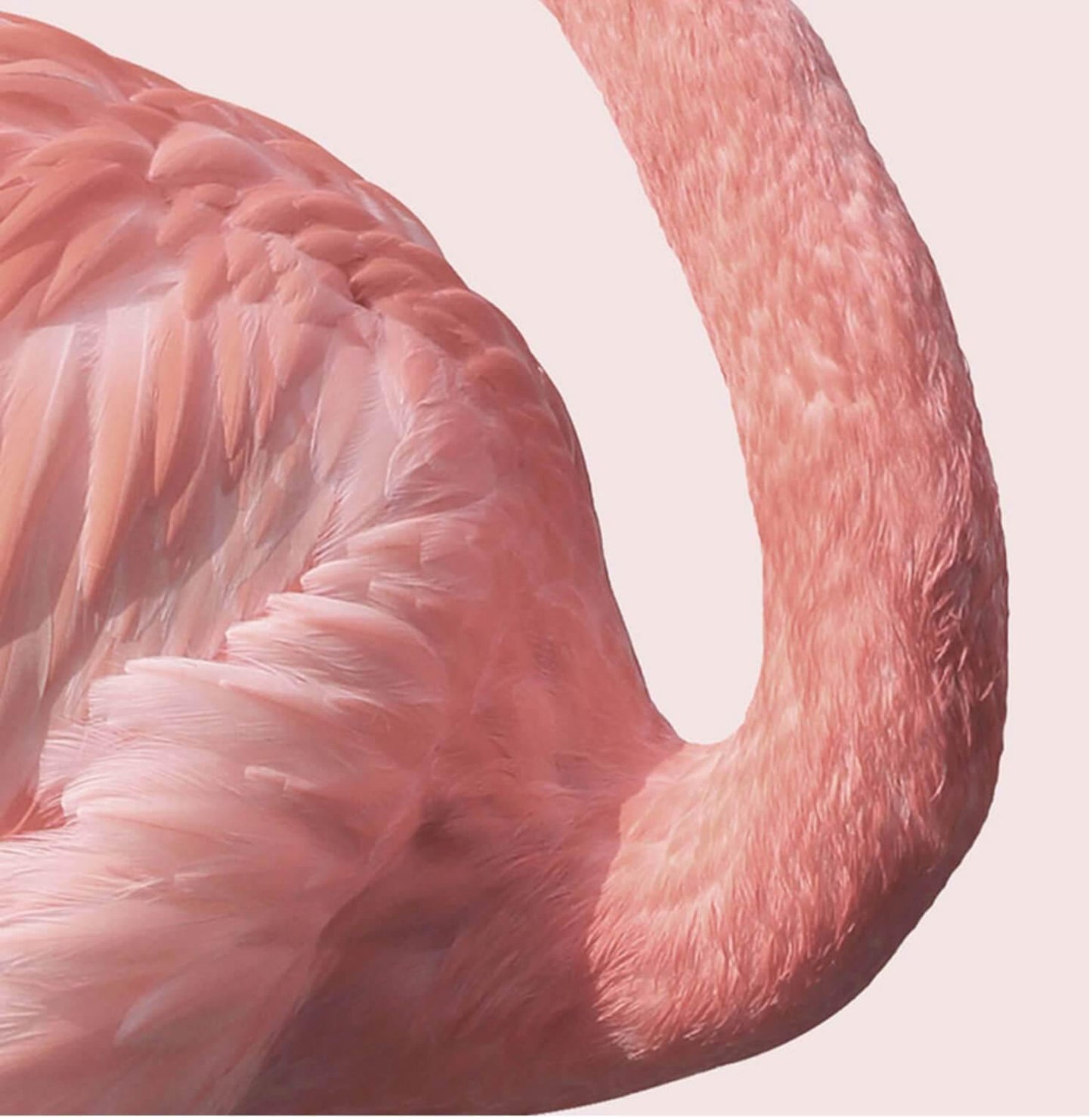 Pink Flamingo Print Canvas - Nordic Side - 