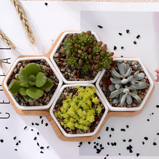 Set 4 Ceramic Hexagon Planters with Bamboo Stand | Planters | NordicAbode.com