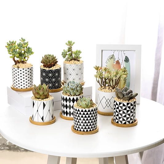 Aiva Geometric Succulent Planter - Nordic Style | Planters | NordicAbode.com