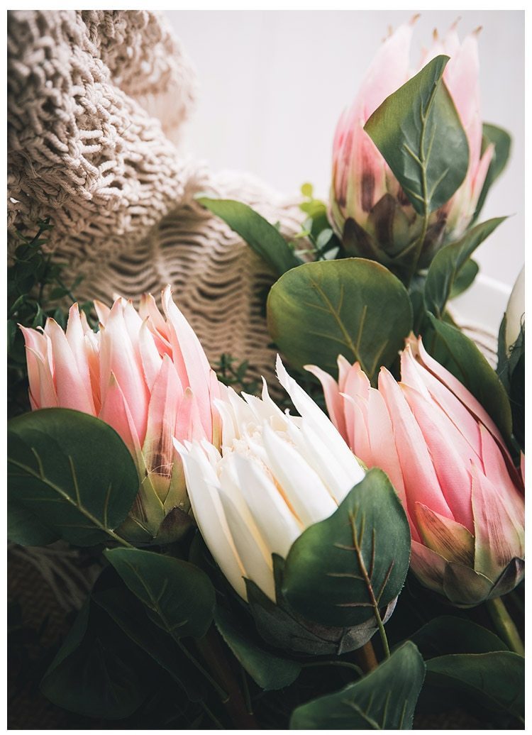 King Protea Bud - Nordic Side - 