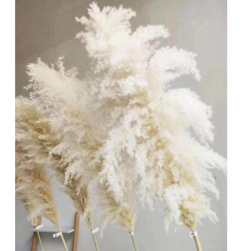 Large Snow White Pampas Grass Bundle