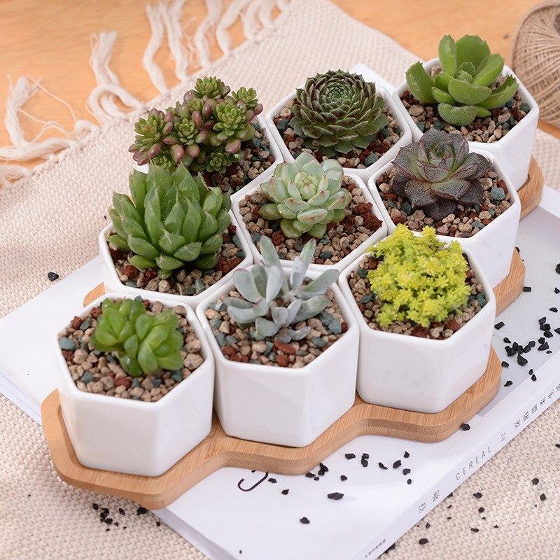 Set of 9 Hexagon Ceramic Pots - Nordic Side - 