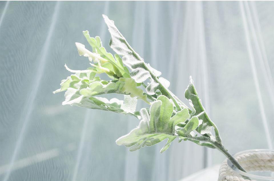 Dusty Miller Plant - Nordic Side - 