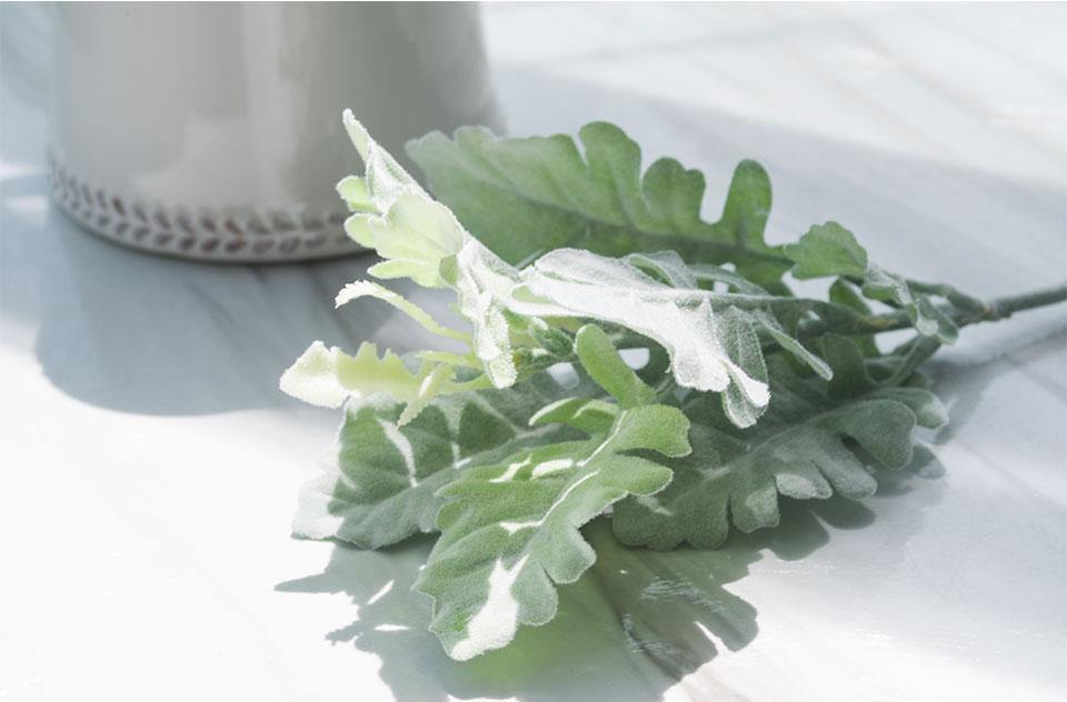 Dusty Miller Plant - Nordic Side - 