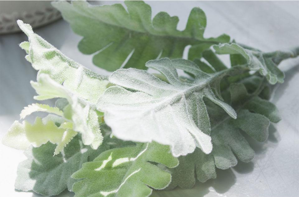 Dusty Miller Plant - Nordic Side - 