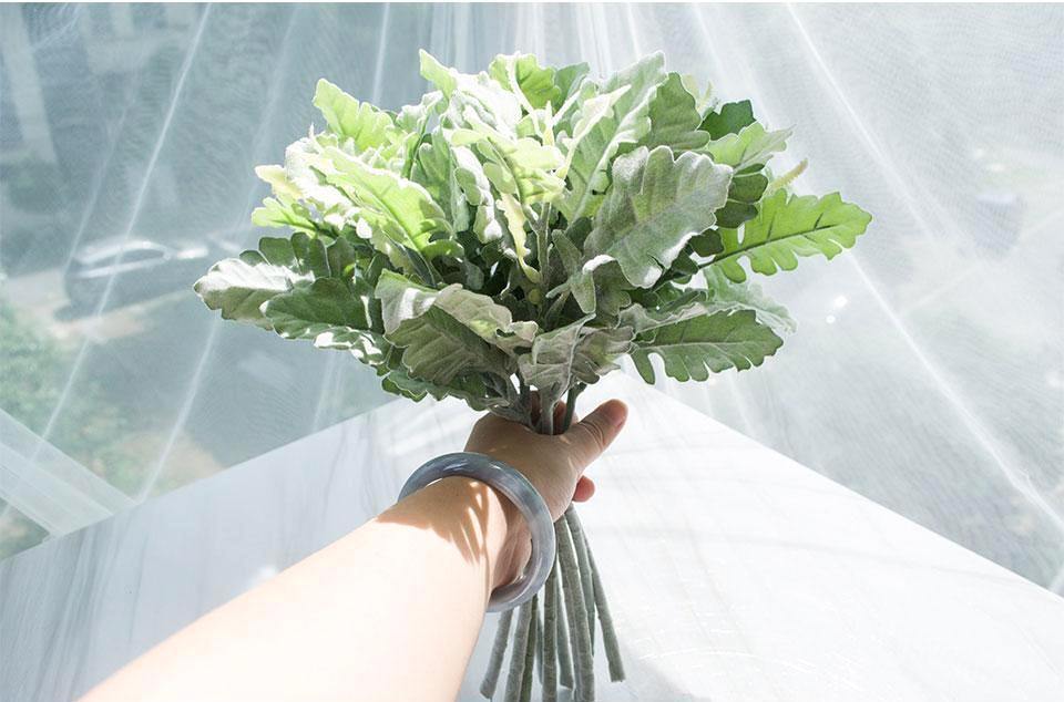 Dusty Miller Plant - Nordic Side - 