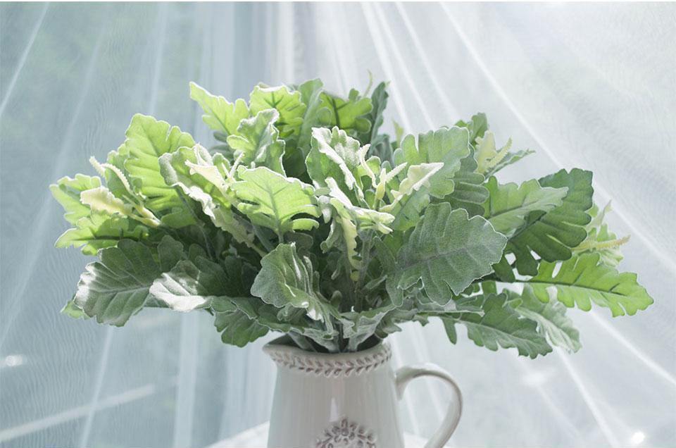 Dusty Miller Plant - Nordic Side - 