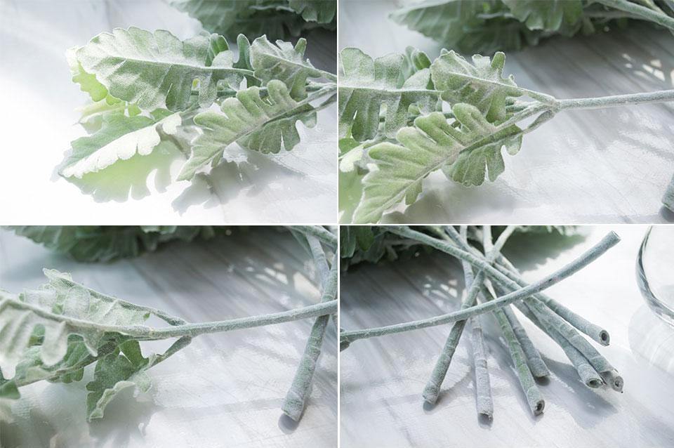 Dusty Miller Plant - Nordic Side - 