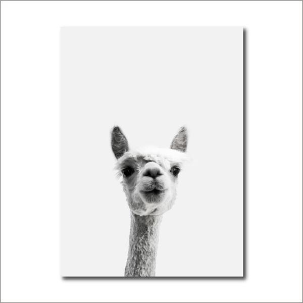 Curious Llama Print - Nordic Side - Art + Prints, not-hanger