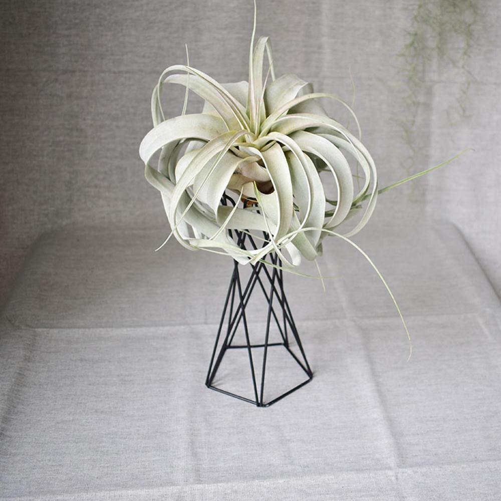 Nordic Style Air Plant Holder - Nordic Side - Modern Planters