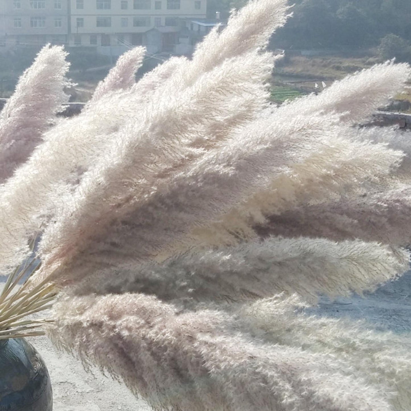 Large Off White Pampas Grass (6 Pieces)