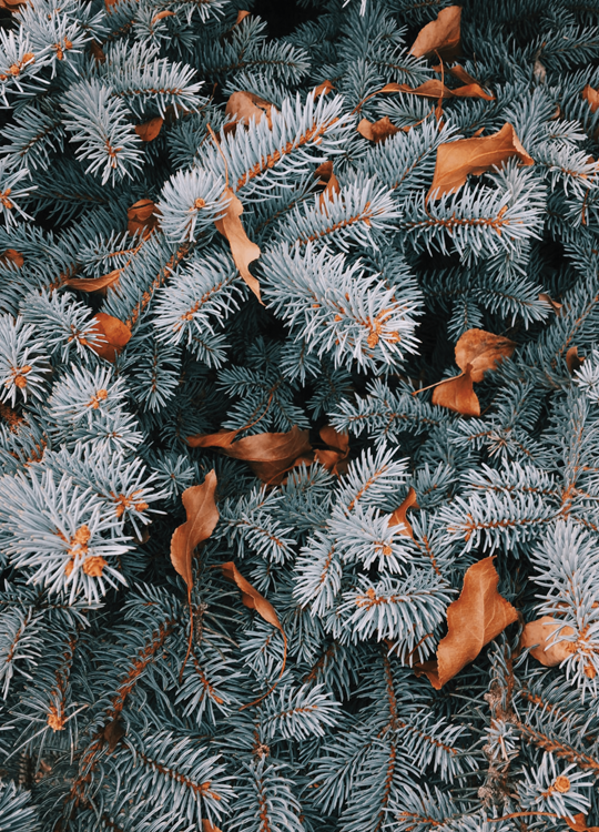 Winter Pine Print - Nordic Side - 