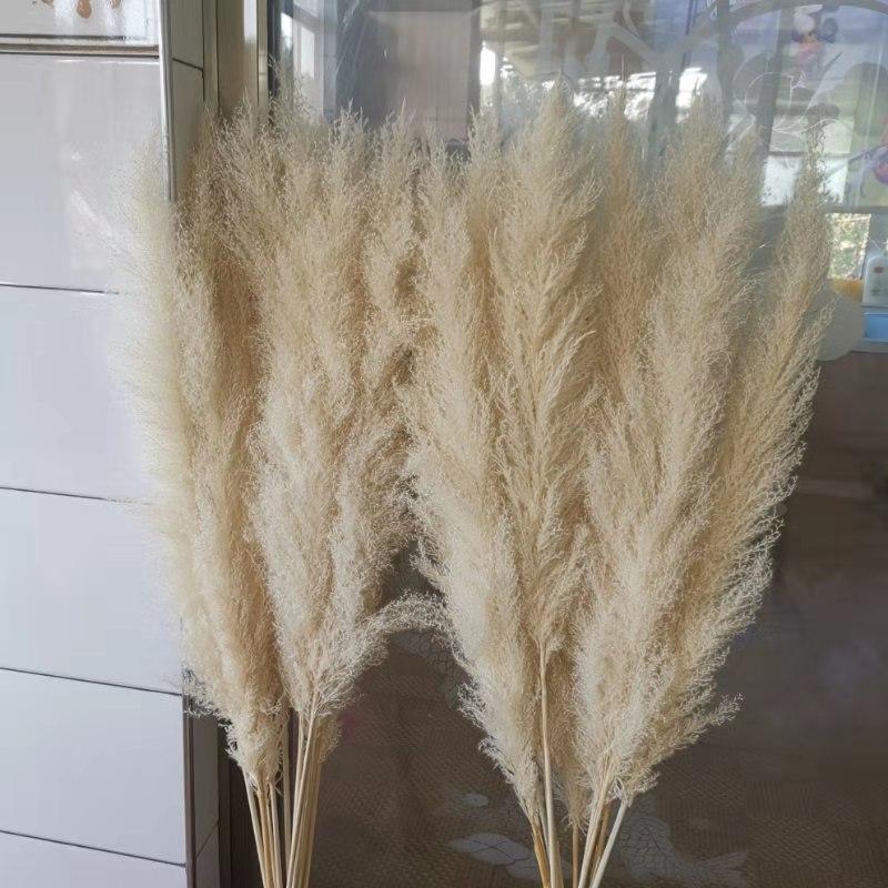 Large Ivory Fluffy White Pampas Grass (6 Pieces)