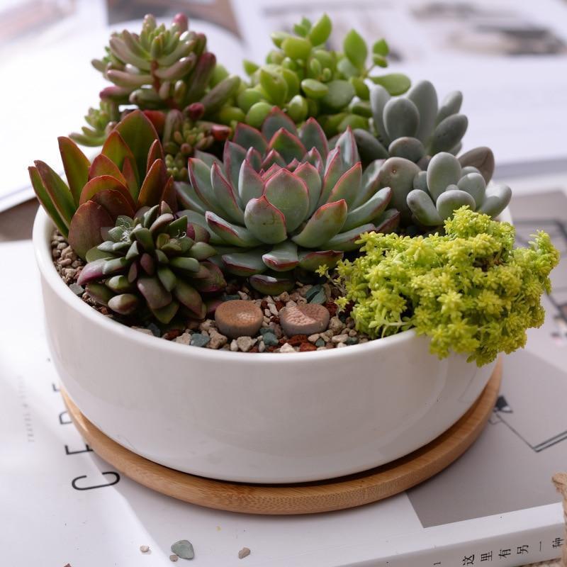 Bahari - Porcelain Round Desktop Succulent Planter - Nordic Side - 05-09