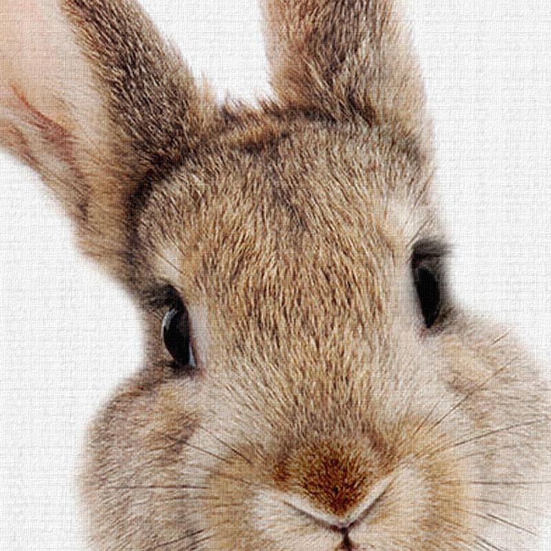Fluffy Rabbit - Nordic Side - 