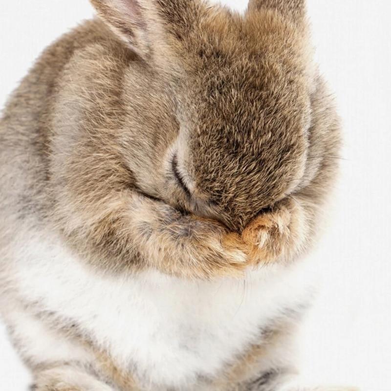 Fluffy Baby Rabbit - Nordic Side - 