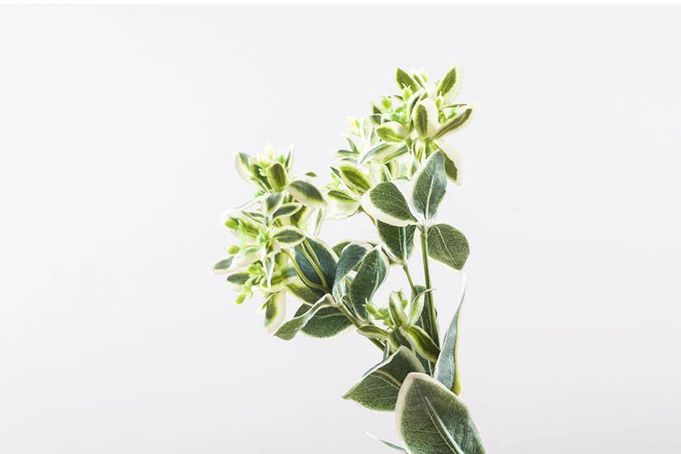 Euphorbia Marginata Branch - Nordic Side - 