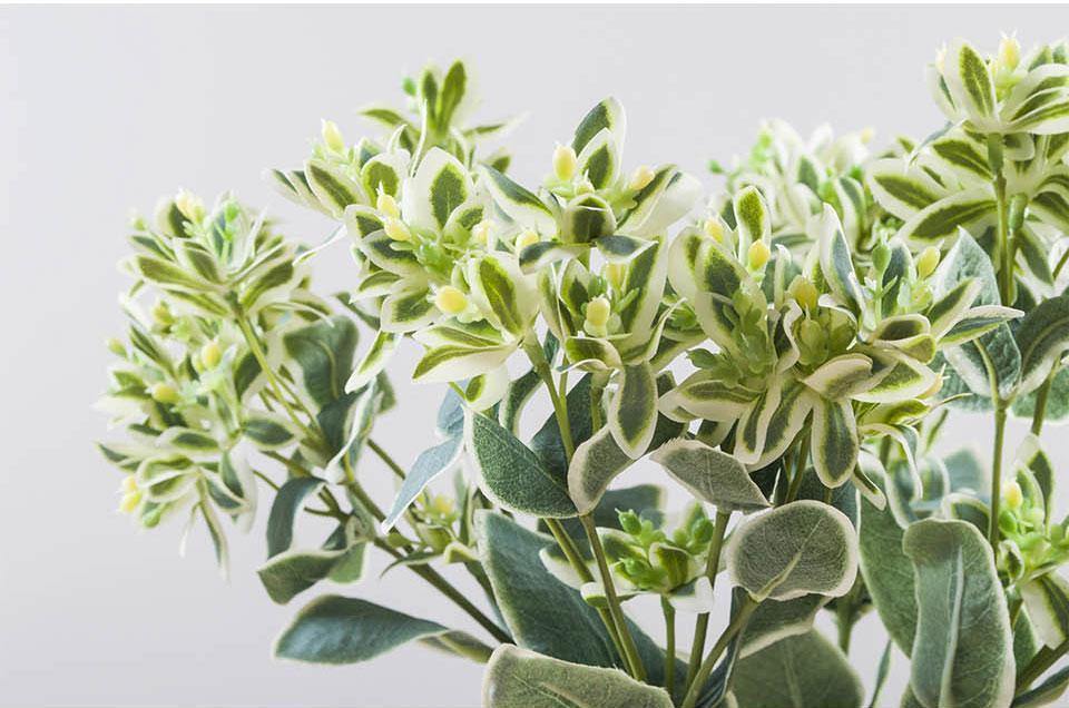 Euphorbia Marginata Branch - Nordic Side - 