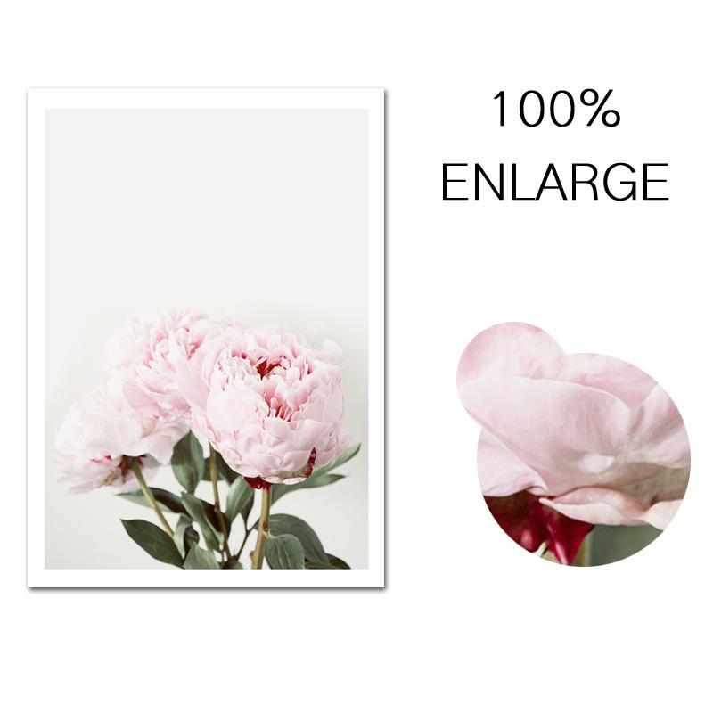 Cream Roses - Nordic Side - 